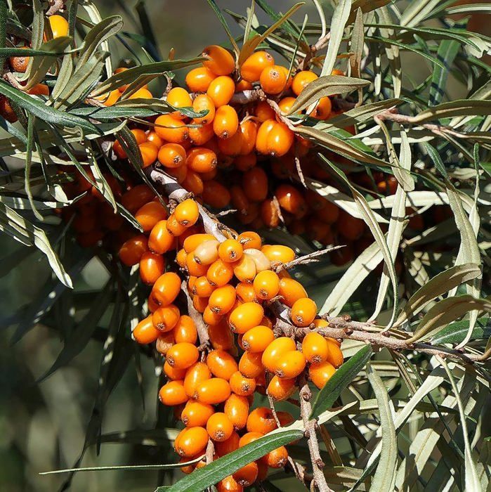 Graines d'Argousier : Kit semences d'Argousier pour environ 5 semis à planter et faire pousser - Graine d'arbre fruitier, fruit du