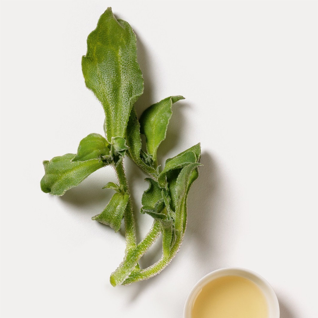 Dr. Hauschka rankų kremas „Med Skin“ – ledo augalo rankų kremas, 50 ml