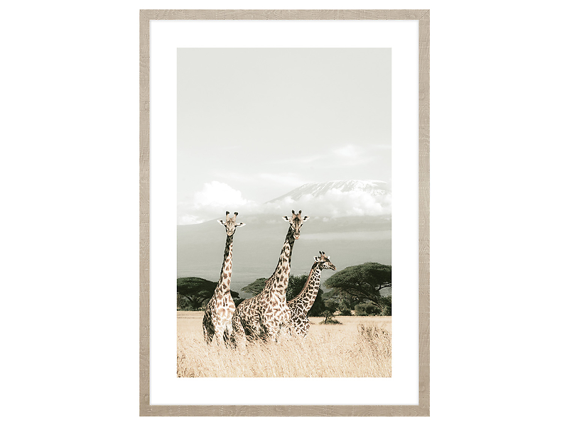 Obraz w ramie African Giraffes 53x73 cm