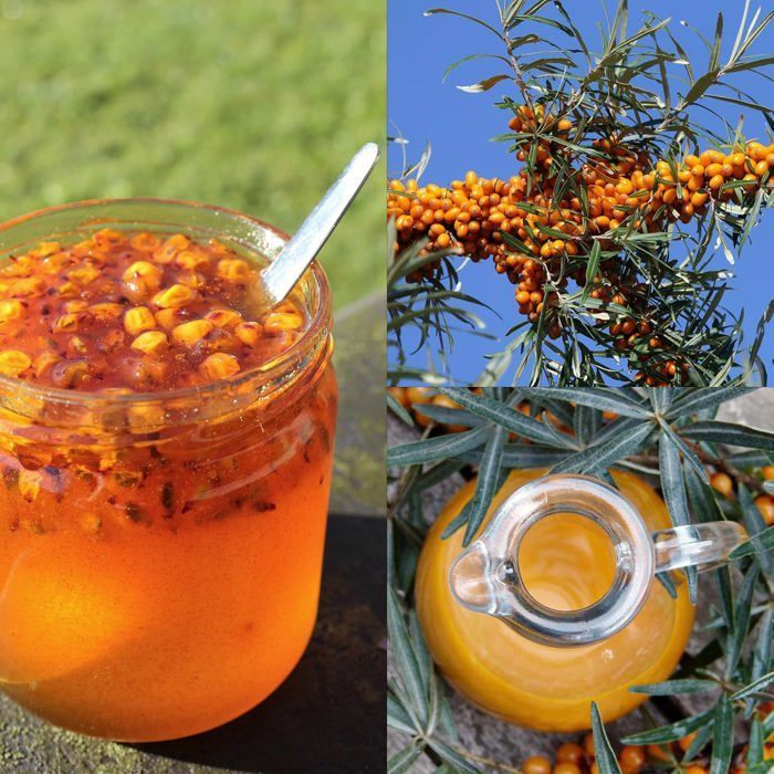 Sea Buckthorn Seeds: Sea Buckthorn seed kit for approximately 5 seedlings to plant and grow - Fruit tree seed, fruit of