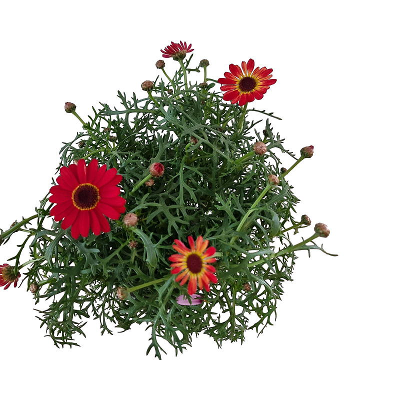 Marguerite kleurde G. Daisy