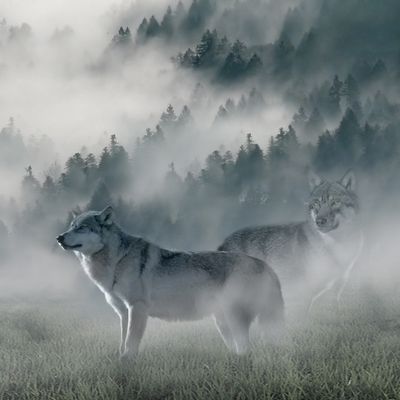 Wolf of Wilderness Getrocknete Kaninchenohren mit Fell
