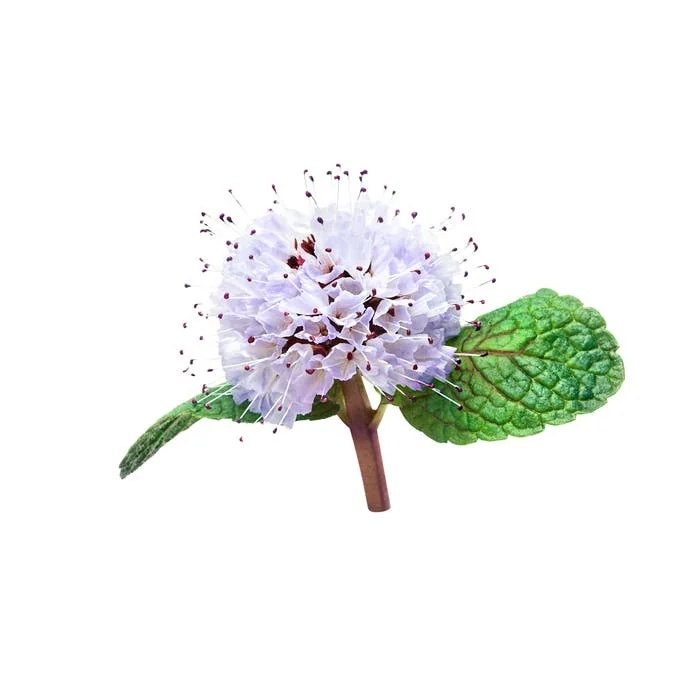KLORANE Droogshampoo met biologische watermunt 150 ml. Beschermt tegen vervuiling en ontgift.