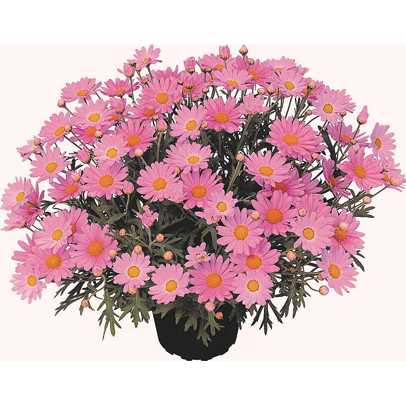 Marguerit lyserød P12, Argyranthemum