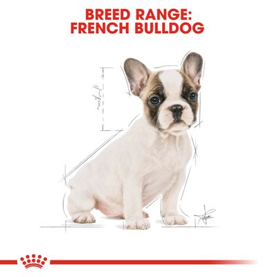 Royal Canin Γαλλικό Κουτάβι Μπουλντόγκ
