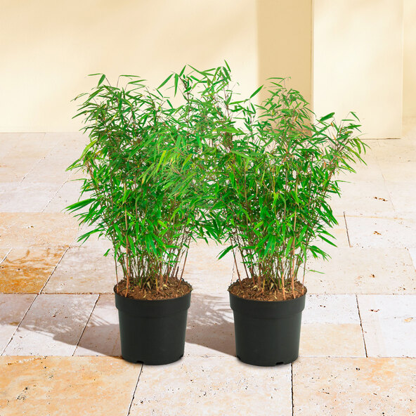 Gartenbambus «Γλυκά Δίδυμα», Σετ 2 τεμαχίων