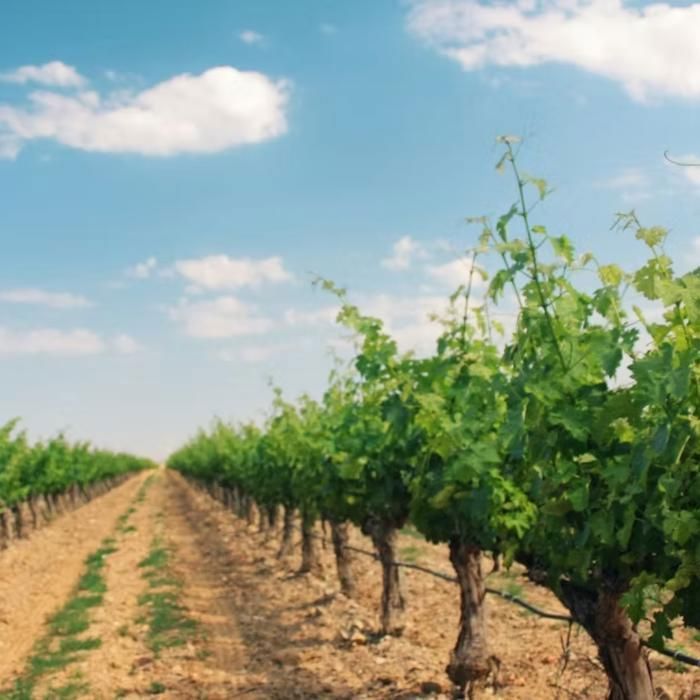 Encierro Bio 2025 - Vino rosso spagnolo - Bottiglia da 75cl - Les Passeurs de Vins