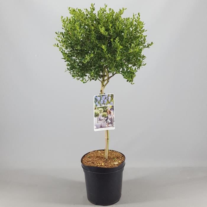 Ceanothus Victoria, lila silvestre de California en maceta para jardines pequeños.