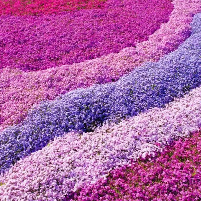 Phlox 4 Mix Roze, Paars, Wit (9cm Pot) - Kleurrijke vaste plant voor de tuin - Borders & Potten