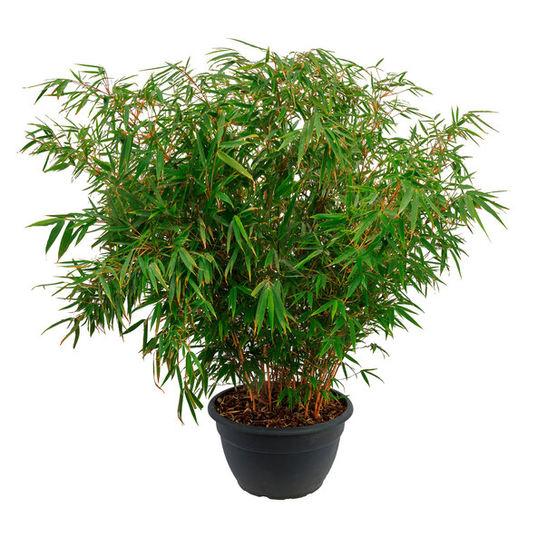 Paraply bambus