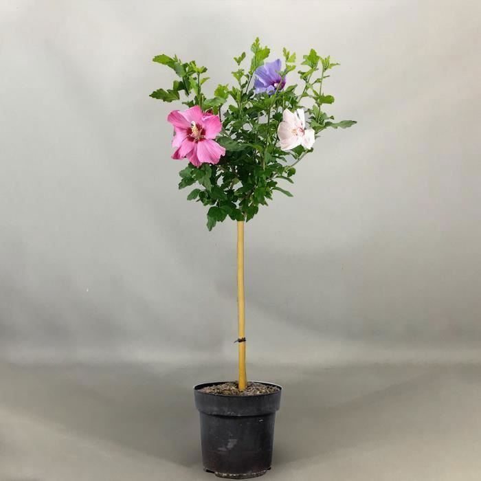 Hibiscus Tricolore | Arbuste ornemental à feuilles caduques en pot pour petits jardins