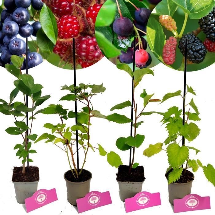 Arbustos de bayas especiales - Schramas - Mezcla de 4 variedades - Maceta de 9 cm - Frutos comestibles - Resistente al frío