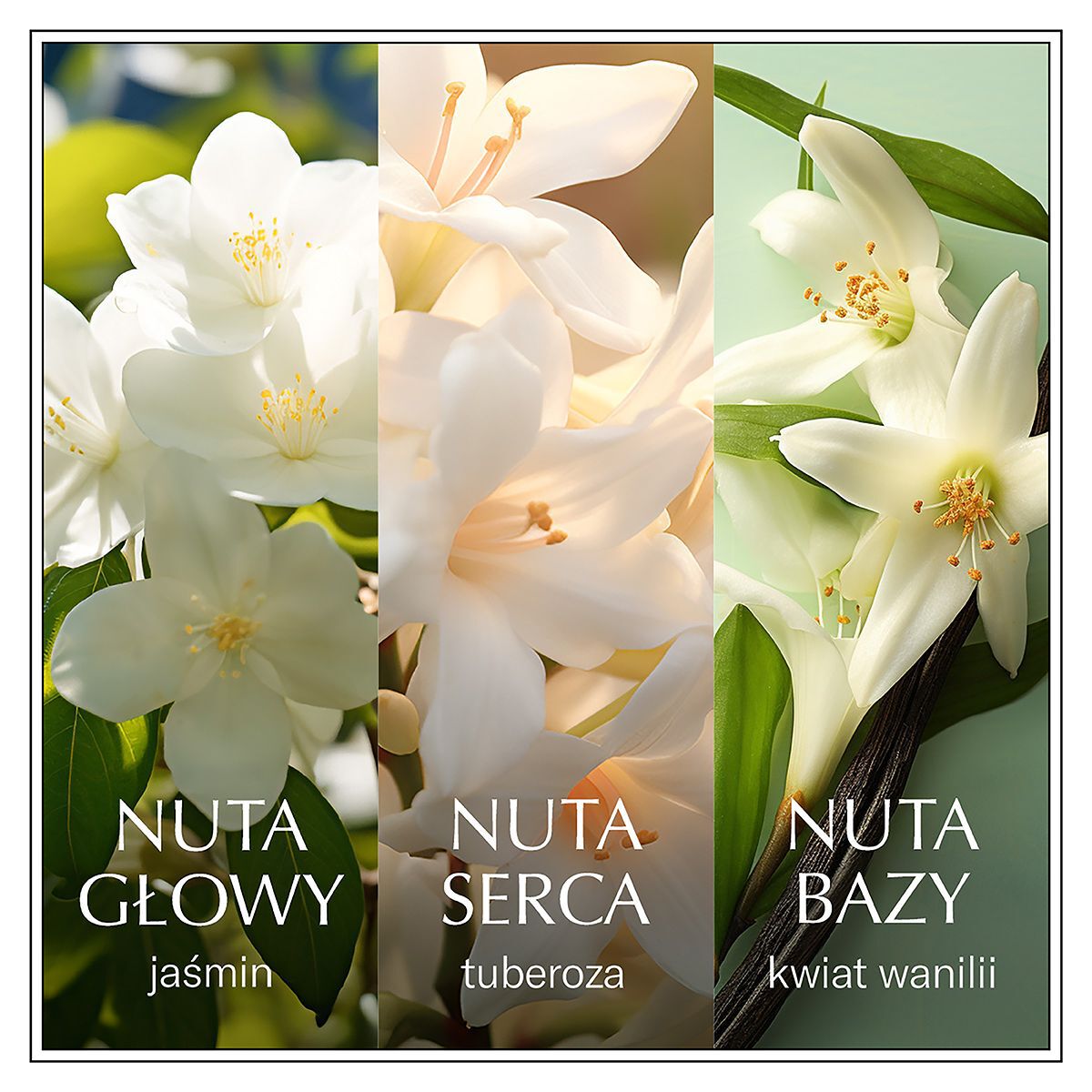 Chanson de l'eau au jasmin
