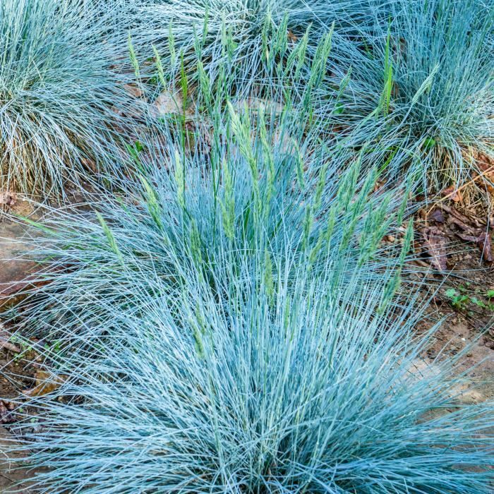 Festuca azul (Festuca glauca 'Intense Blue'). Hierba/arbusto perenne para jardín, cultivado en maceta.