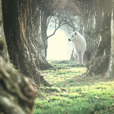 Wolf of Wilderness „Smak Morza Śródziemnego” – z jagnięciną i pstrągiem