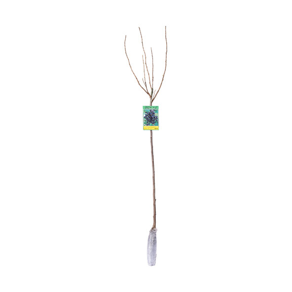 Μίσχοι μούρων, σετ 3 τεμαχίων