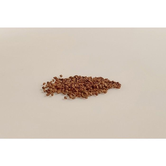 100 semillas aromáticas de apio para cortar (Apium graveolens) - Ideal para adelgazar