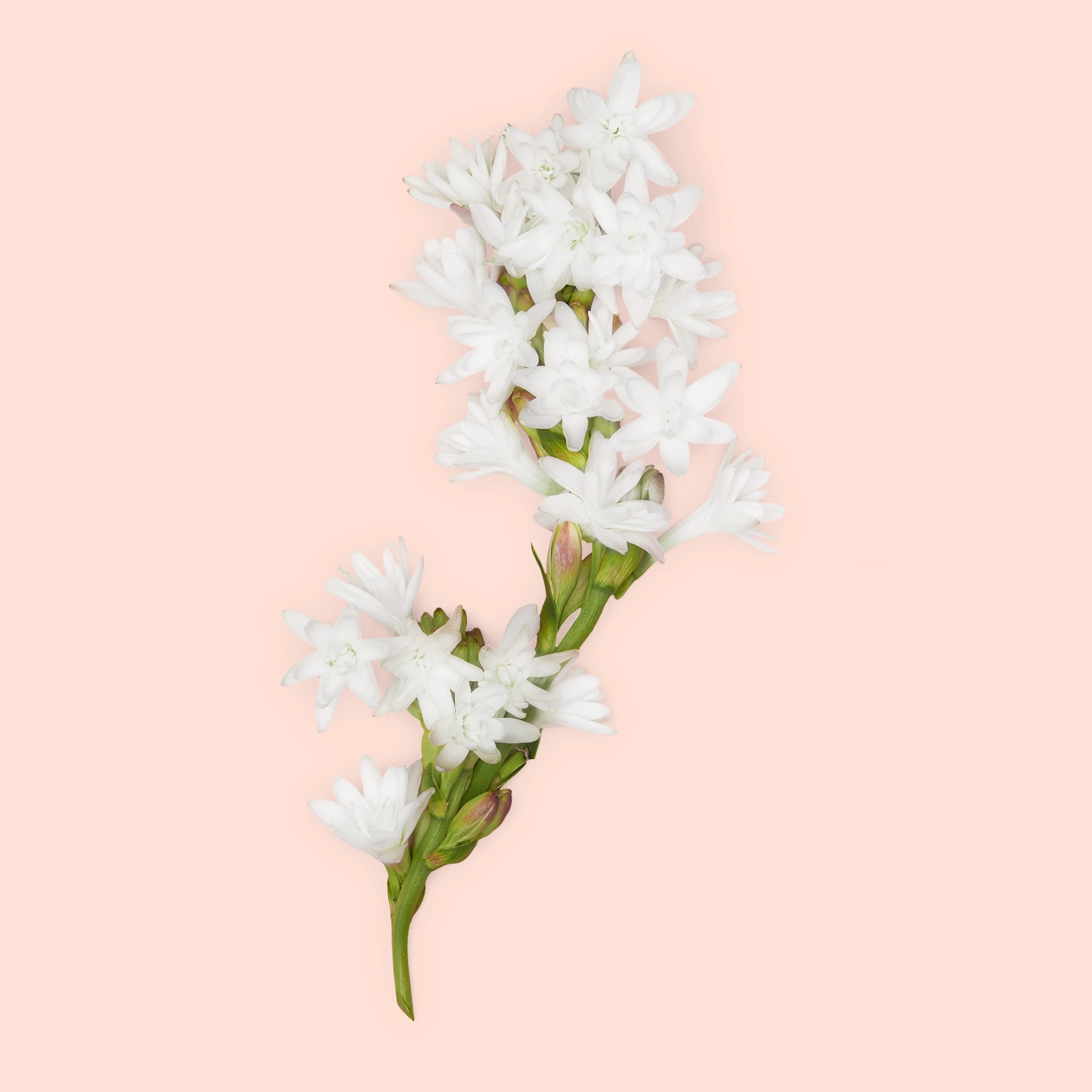 Bloom Intense toaletna voda 30 ml - Gucci