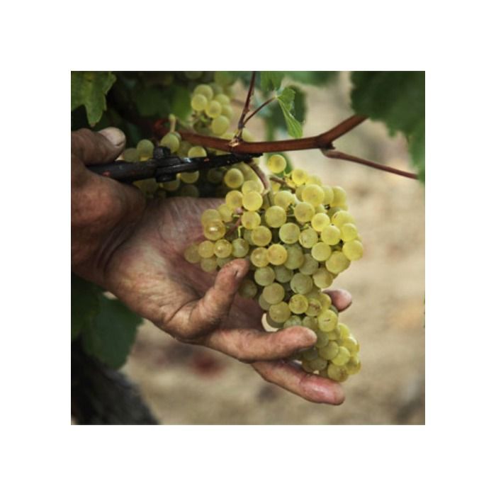 Sieur d'Arquès Crémant de Limoux Brut Blanc