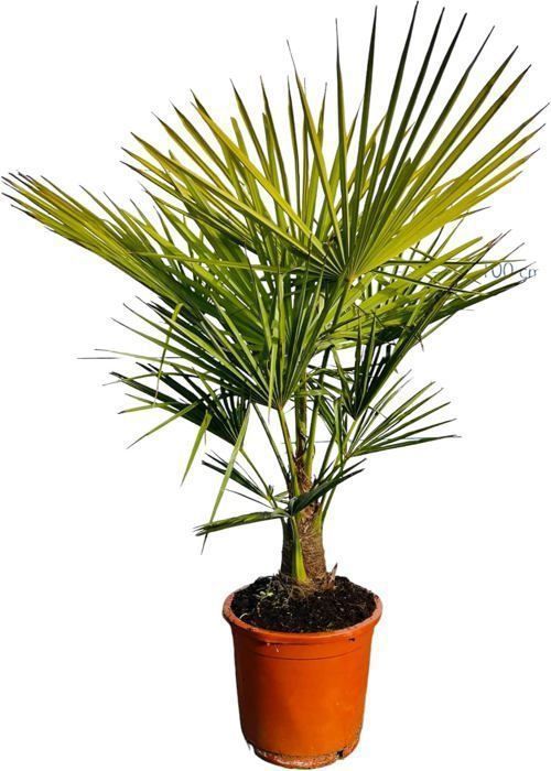Sunny Tree - Arbre de Palmier - Trachycarpus Fortunei - Palmier Chinois - 120-140 cm - Palmier Chanvre - Résistant jusqu'à -18°C