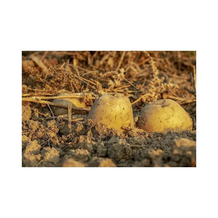 Letame organico di cavallo 20 kg