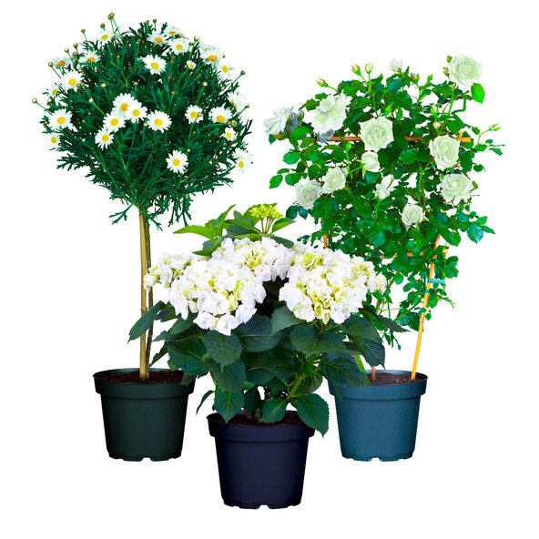 Muttertags-Spezial, 3-pak sæt
