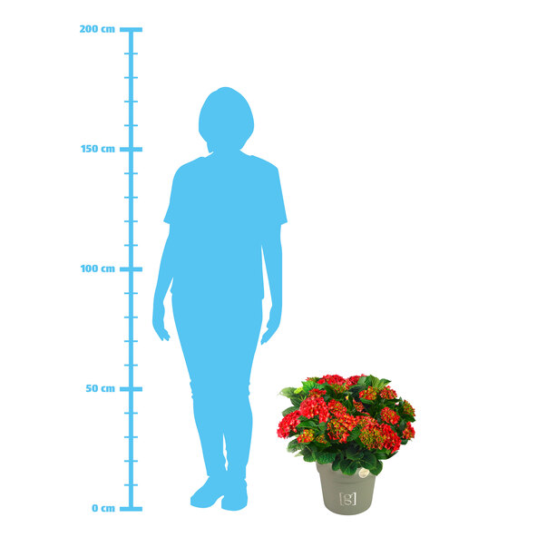 Grootbladige hortensia, King Size, rood
