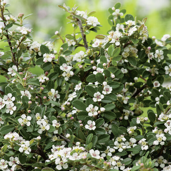 Cotoneaster Frieders Evergreen, set de 9