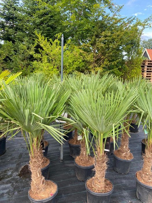 Árbol soleado - Palmera - Trachycarpus Fortunei - Palmera abanico china - 120-140 cm - Palmera de cáñamo - Resistente hasta -18 °C