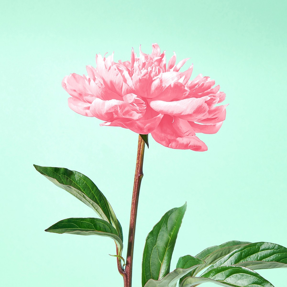 Jowaè Gelée d'Huile Démaquillante à la Pivoine Impériale