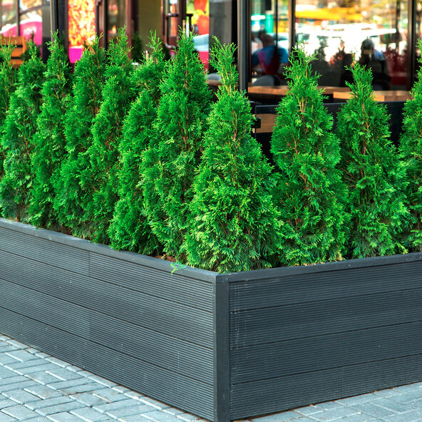 Gard viu Thuja Emerald, 20 buc.