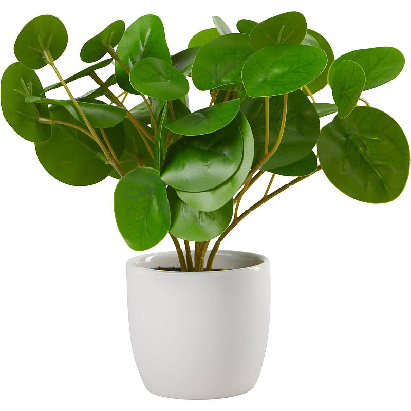 Hjem Grøn plante 25 cm i porcelænspotte