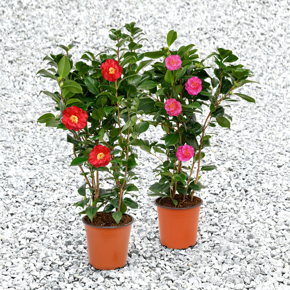 Gartenkamelie, roz