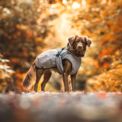 HUNTER Uppsala Hundemantel