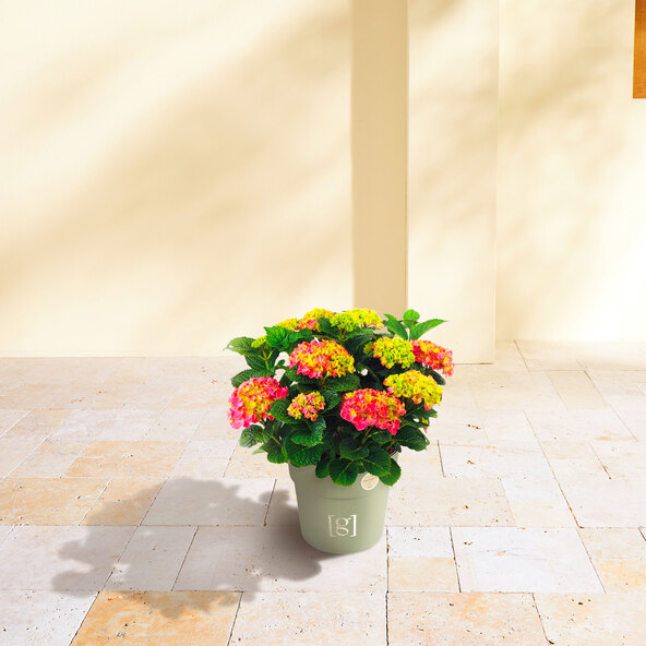 Grootbladige hortensia, extra groot, roze
