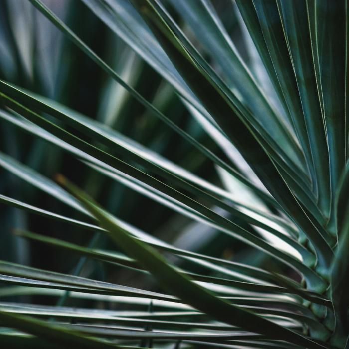 Yucca rostrata 40/50 cm Pot 10L