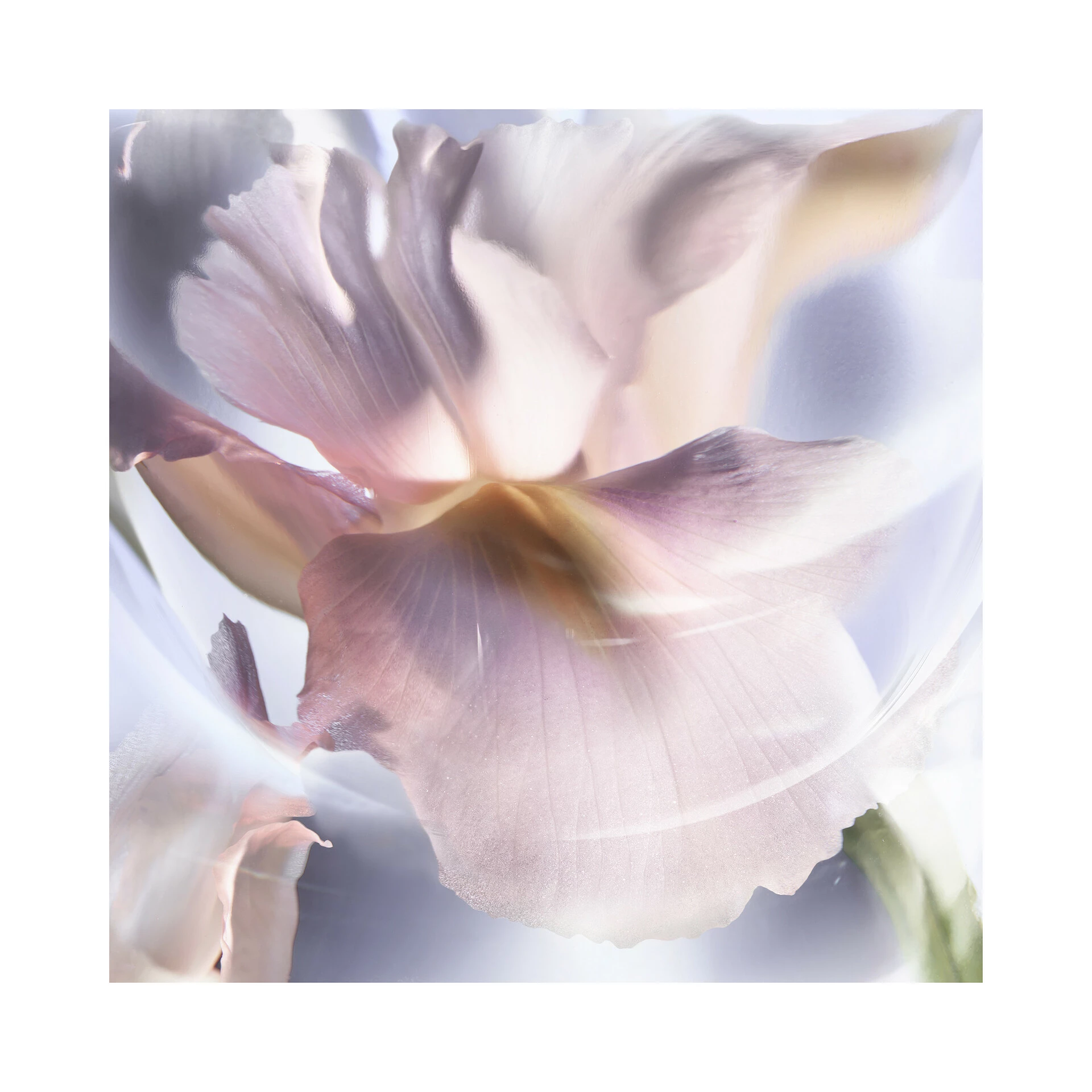 La Vie Est Belle Iris Absolu 50 ml - Lancôme