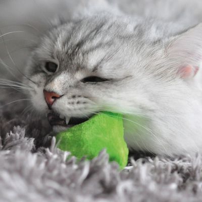 Coussins pour chats en peluche Aumüller