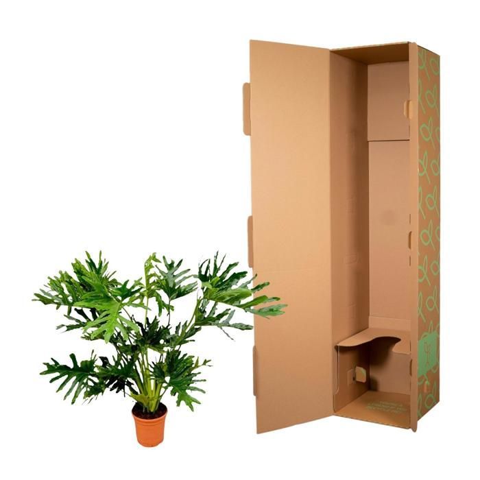 Philodendron Selloum en pot Ø27cm. Plante verte type Philodendron Selloum, livrée en pot, idéale pour intérieur lumineux.