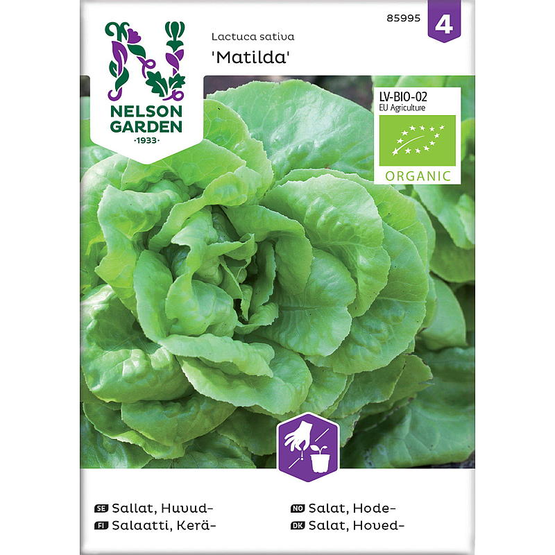 Cabeza de semilla de lechuga de jardín Nelson, Matilda, orgánica