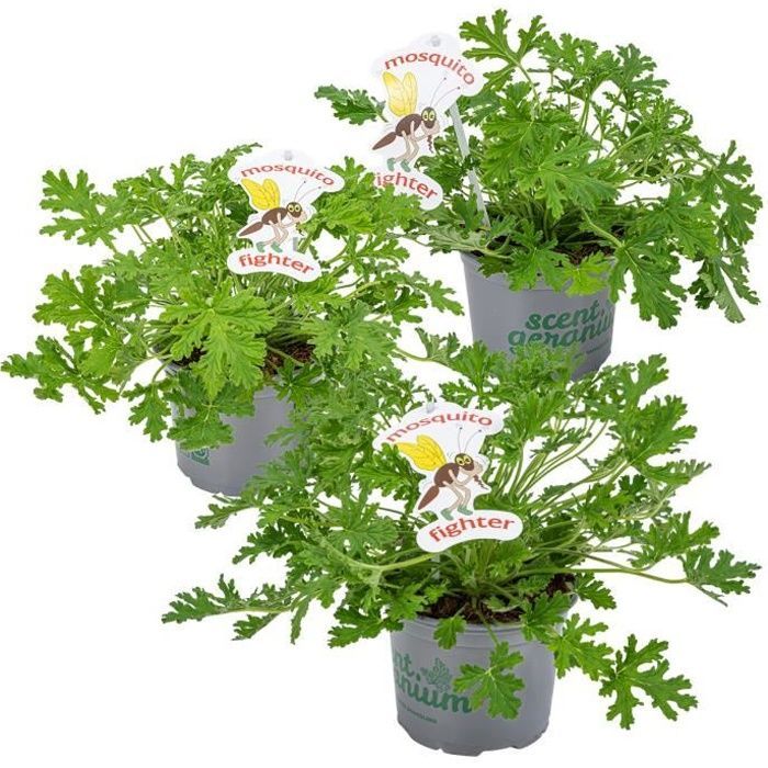 3x Pelargonium Graveolens – Geranio limón – Repelente de mosquitos – Perfumado – D10,5 cm - H15-20 cm