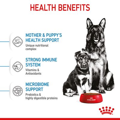 Royal Canin Maxi Starter Mutter & Babyhund