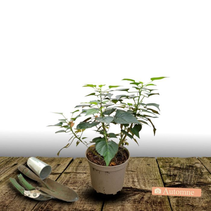 Moeras Hibiscus Luna™ Rood F1