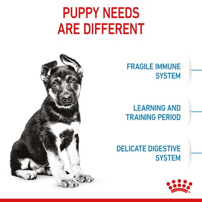 Royal Canin Maxi Puppy
