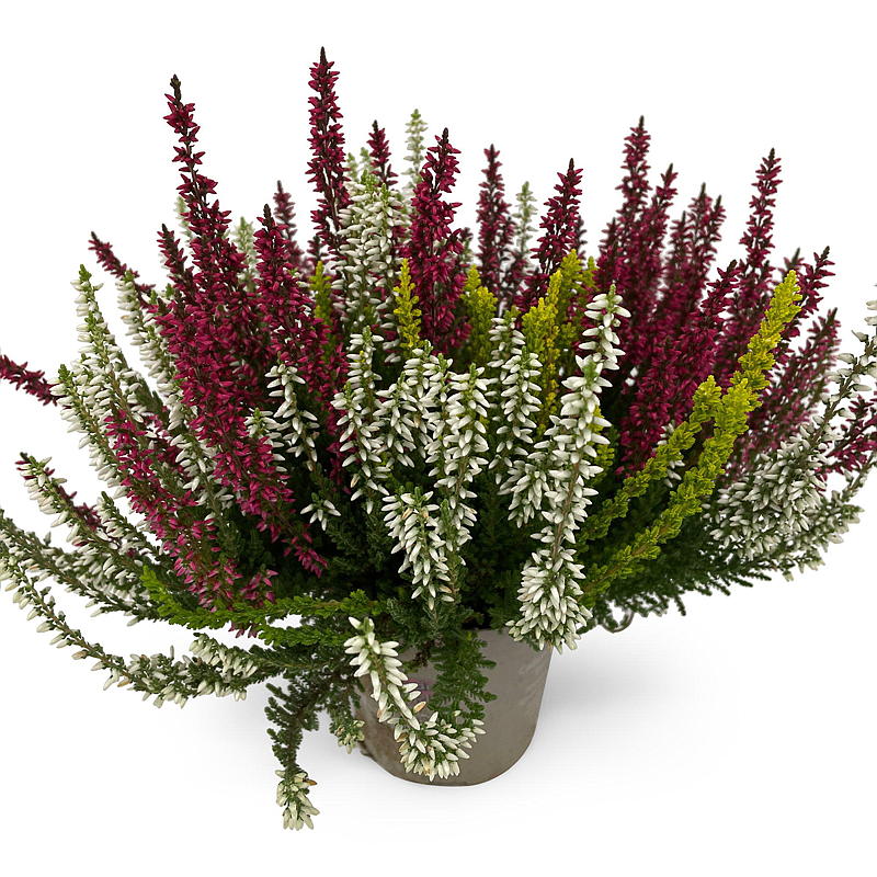 Calluna P11, flerfarvet