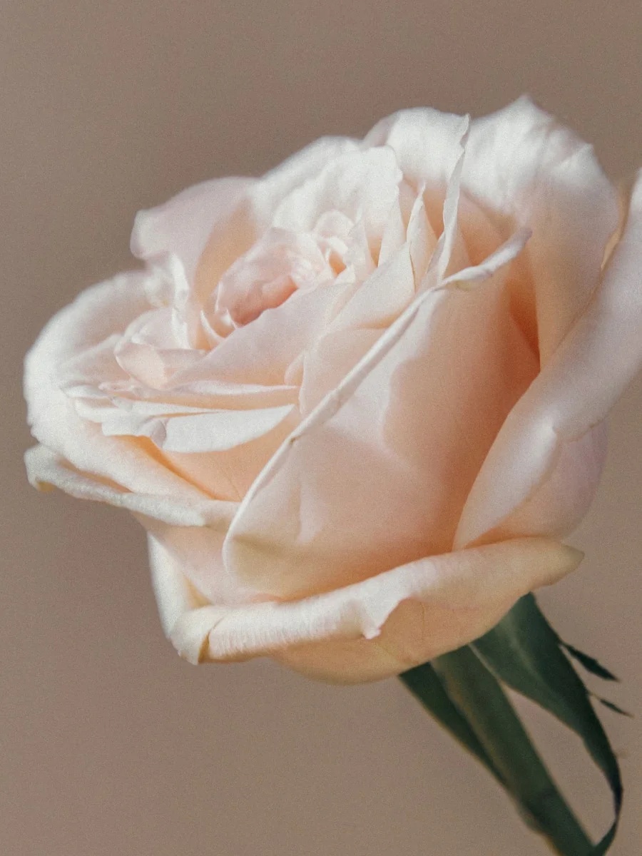 AROMATICA Reviving Rose Infusion Serum 100 ml Hydraterend serum