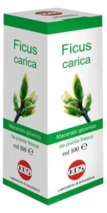 Ficus Carica Mg druppels 100 ml