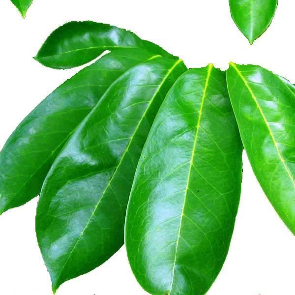 Hojas secas de guanábana (Annona muricata) - 120 g = 30 días | Té/Decocción