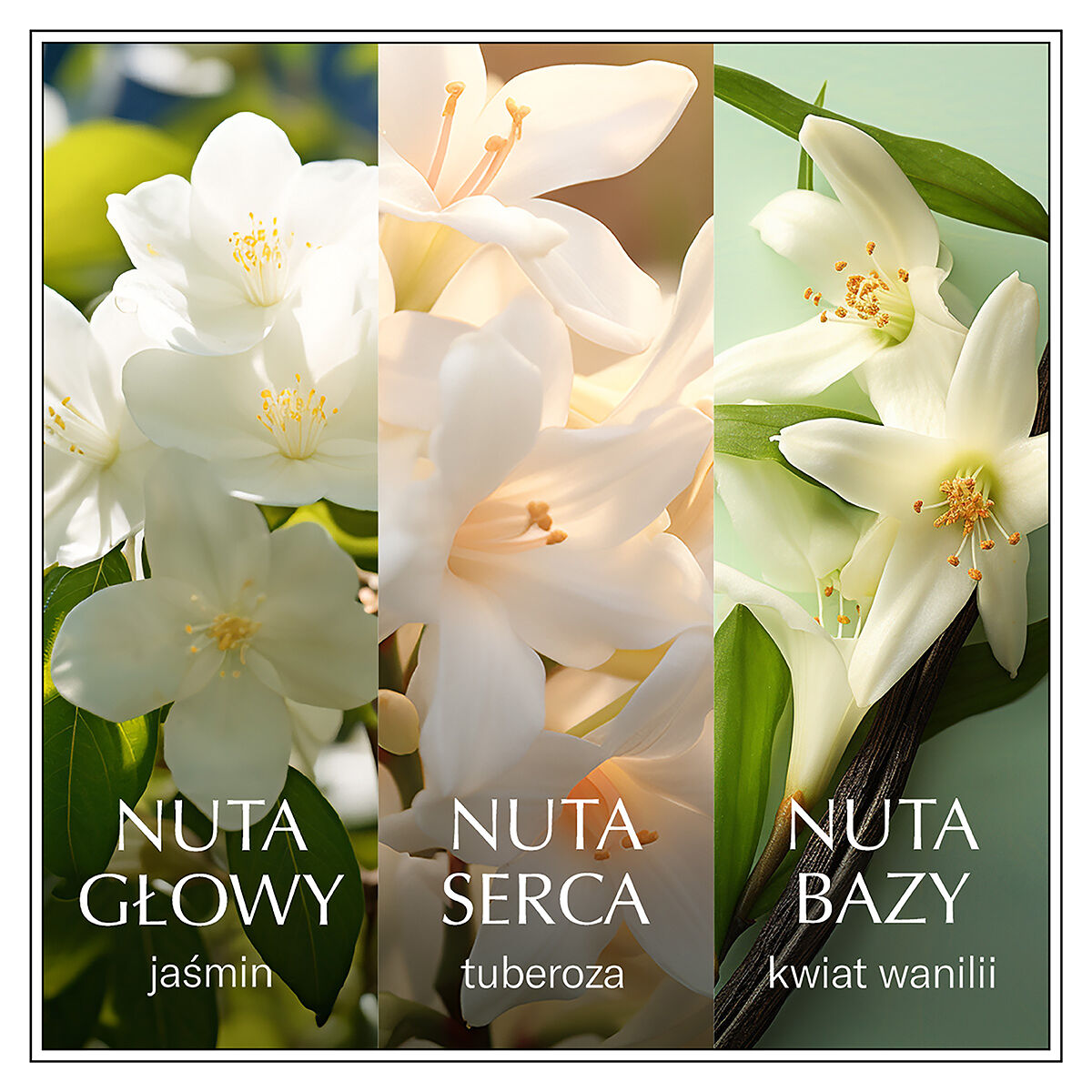 Chanson de l'eau au jasmin