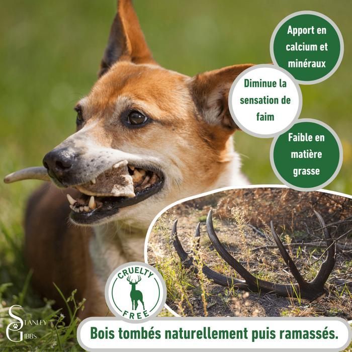 Bois de cerf pour Chien a Macher Entier Taille S Friandise pour Chiots et Chiens de Tout ges Jouet Mastication 1 pice